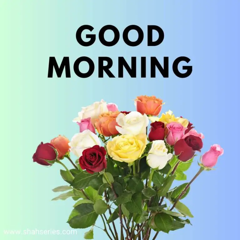 rose flower with good morning images
