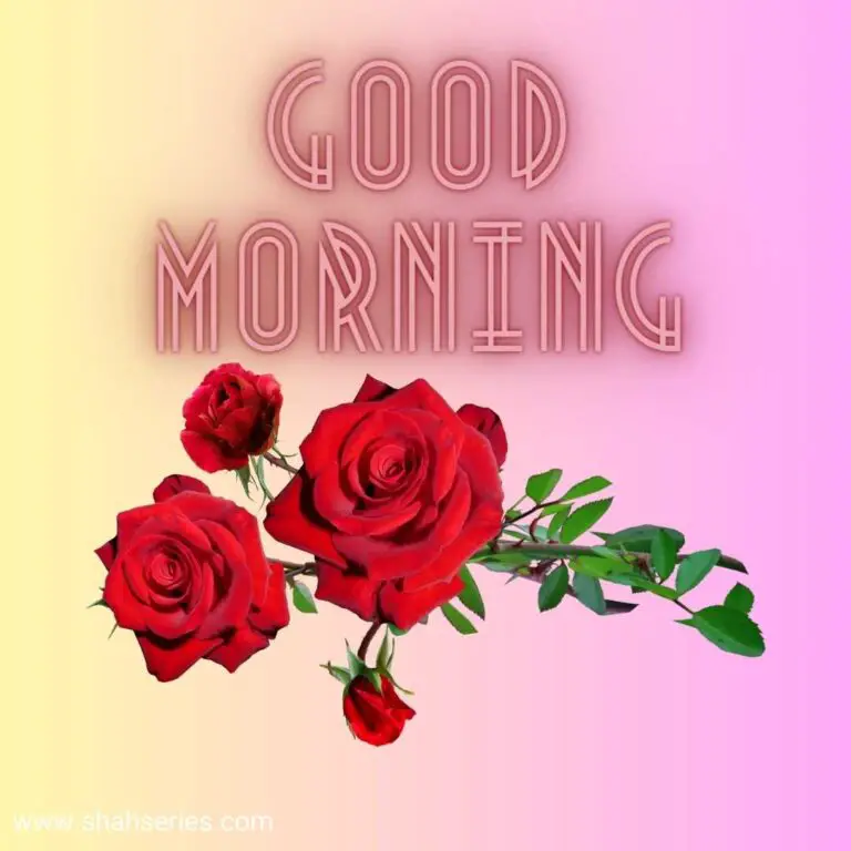 beautiful flowers images with good morning