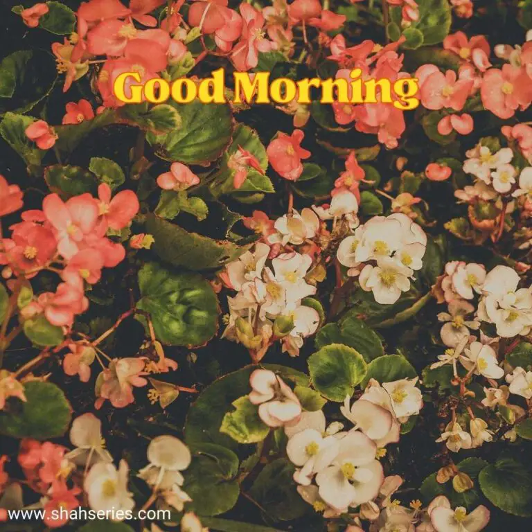 good morning friends images with flowers