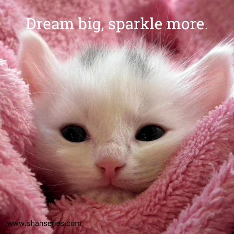 cat white in pink blanket