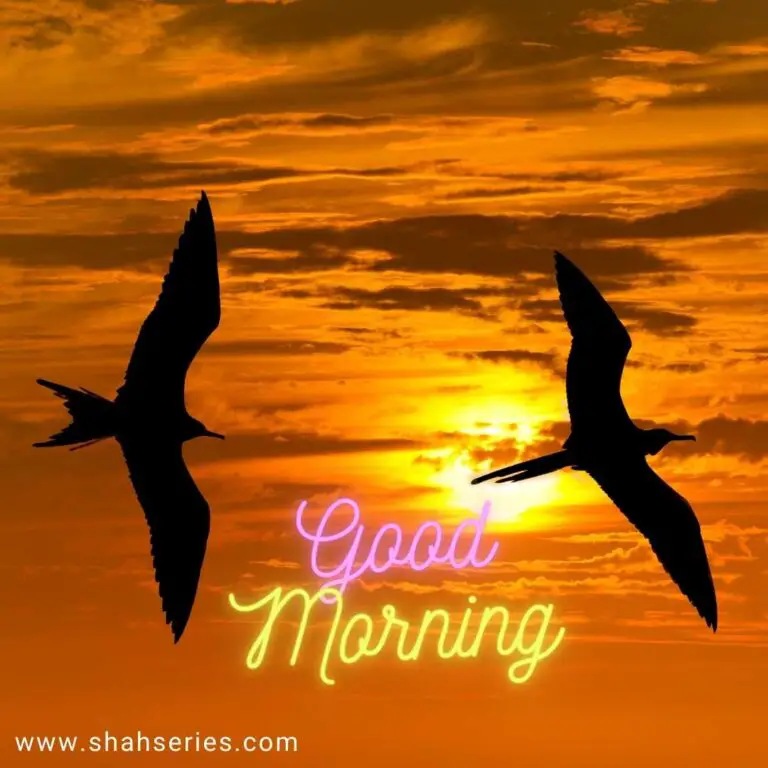 birds flying in morning wishing each other