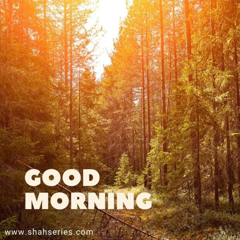 good morning forest images is better to see